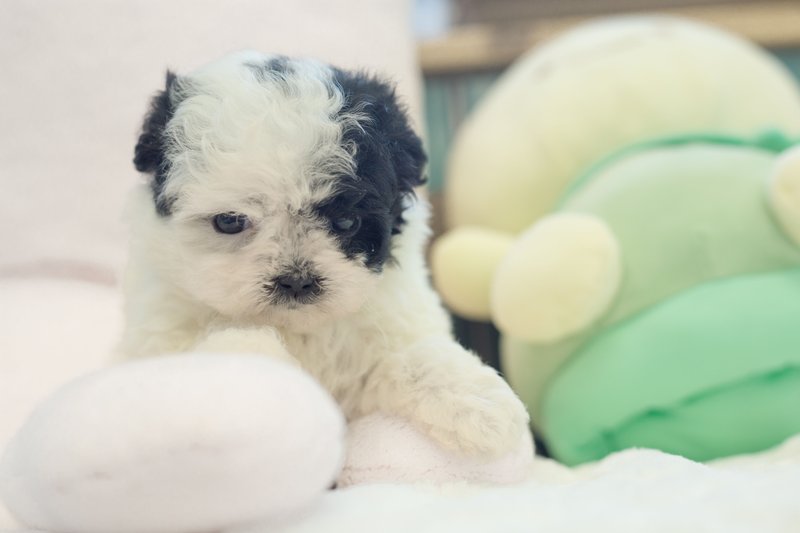 파티말티푸 알리